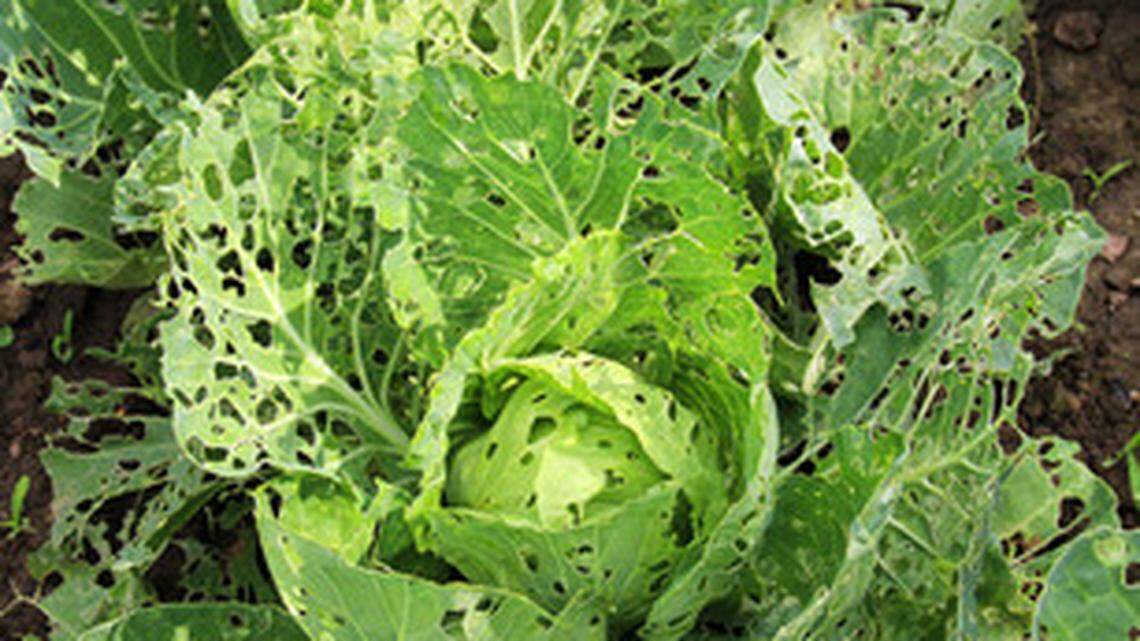 Cabbage moth damage on a head of leafy green cabbage.