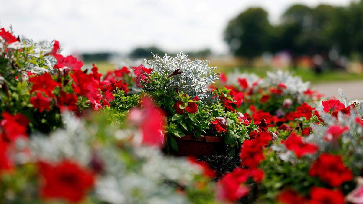 A garden of roses.