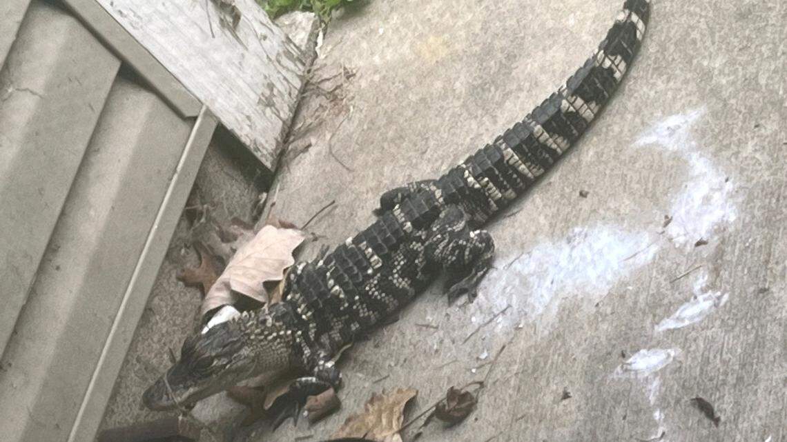 An alligator was discovered outside a Michigan woman’s home in Romulus, police say.