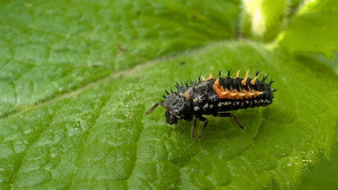 Put down the insecticide! Manage garden pests with a natural approach