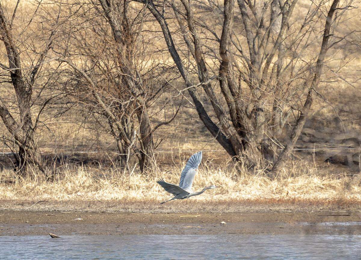 A heron swoops down over Legacy Lake in Lee’s Summit on Thursday, Feb. 12.