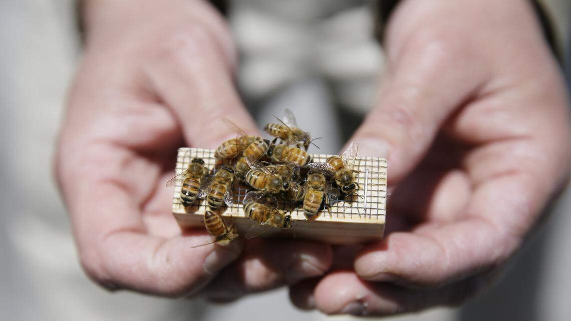In this photo taken Monday, April 18, 2016, beekeeper Roger Garrison holds a container with a queen bee inside on the roof of the W hotel in San Francisco.