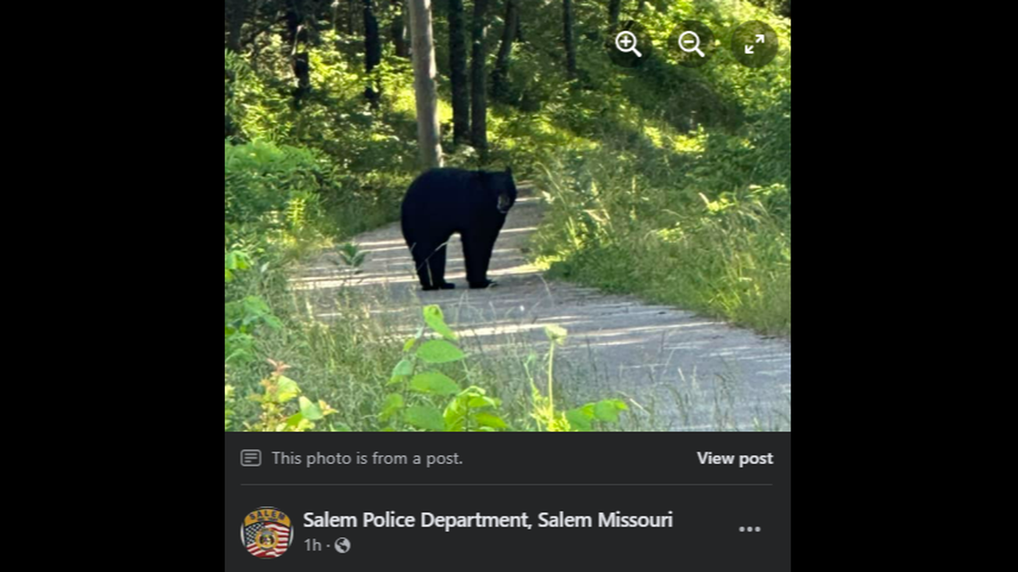 The Salem Police Department has received multiple phone calls about a black bear in the area.