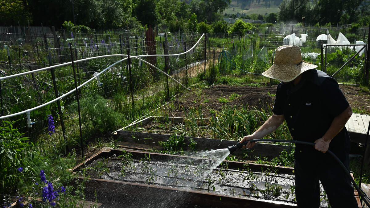 A man watering his garden.