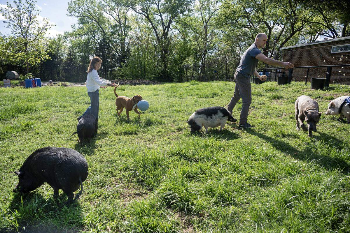 Emily McLeod and her husband, Dave Jennings, sprinkle popcorn in the yard for their six pet pigs on Saturday, April 18, 2026, at their home in Kansas City, Kansas. 