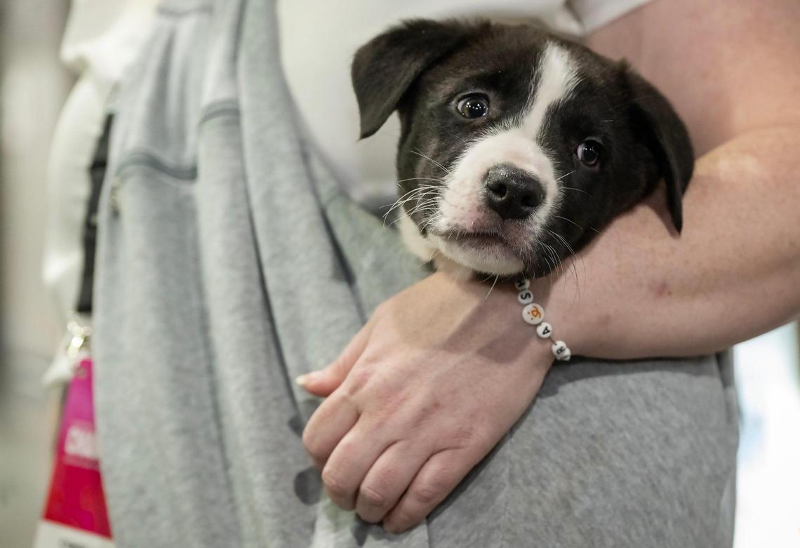 Best Friends Animal Society teamed up with the Big 12 Conference and The Humane Society of Greater Kansas City to help puppies find homes by sponsoring a puppy lounge at the Big 12 Men’s Basketball Tournament at the T-Mobile Center on Wednesday, March 12, 2025, in Kansas City.