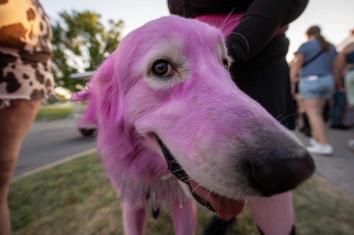 Phelim, a service dog dyed pink, waits with owner Carlie Landis near the accessibility tent during pop singer Chappell Roan’s Visions of Damsels and Other Dangerous Things tour stop at the National WWI Museum and Memorial on Friday, Oct. 3, 2025, in Kansas City.