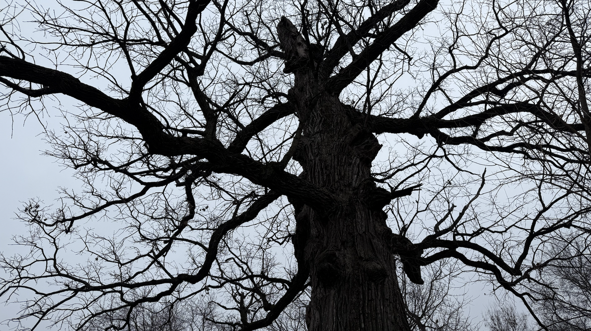 Frank, a “liberty tree” believed to be around 250 years old, stands off Monroe Avenue in the Historic Northeast. The tree must be removed in 2026 due to fungal root disease.