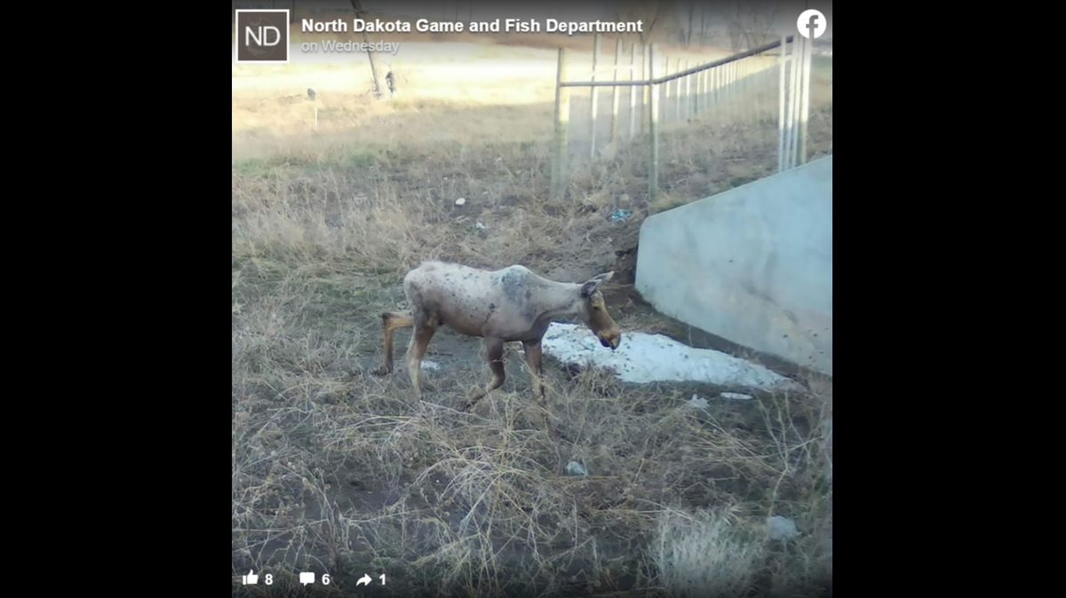 A “ghost moose” was recently spotted roaming around North Dakota, photos show.