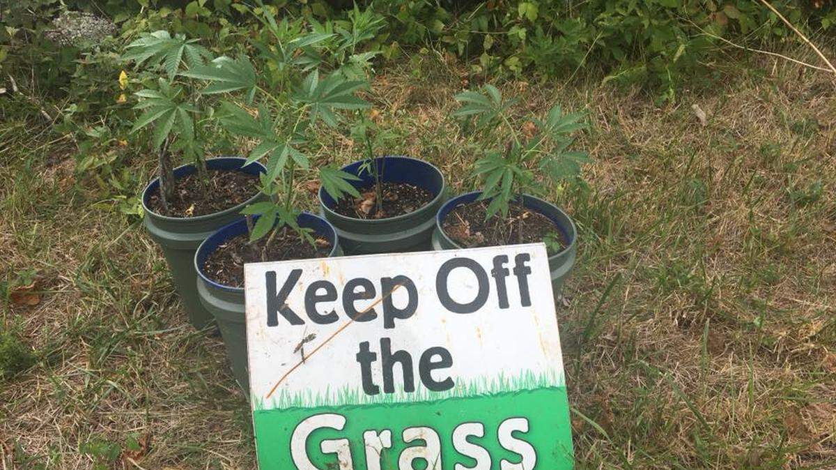 Police in the Missouri city of Ozark were led to four potted marijuana plants on Sunday. On Facebook, they said owners can come and claim them —  if they dare.