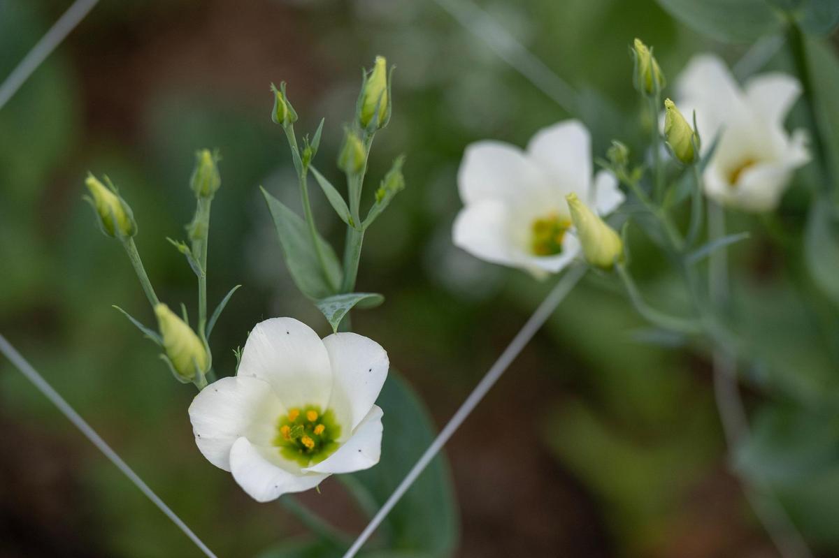 Eustoma, commonly known as lisianthus, is becoming one of the favorites flowers grown by Ashley Hutchison.