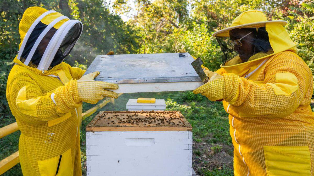 Marion Pierson and Charity Brown-Ritchie remove the top of a beehive at MO Hives KC on Friday, October 10, 2025 in Kansas City. The organization places bee hives on vacant urban lots and provides agricultural learning opportunities to the urban community.
