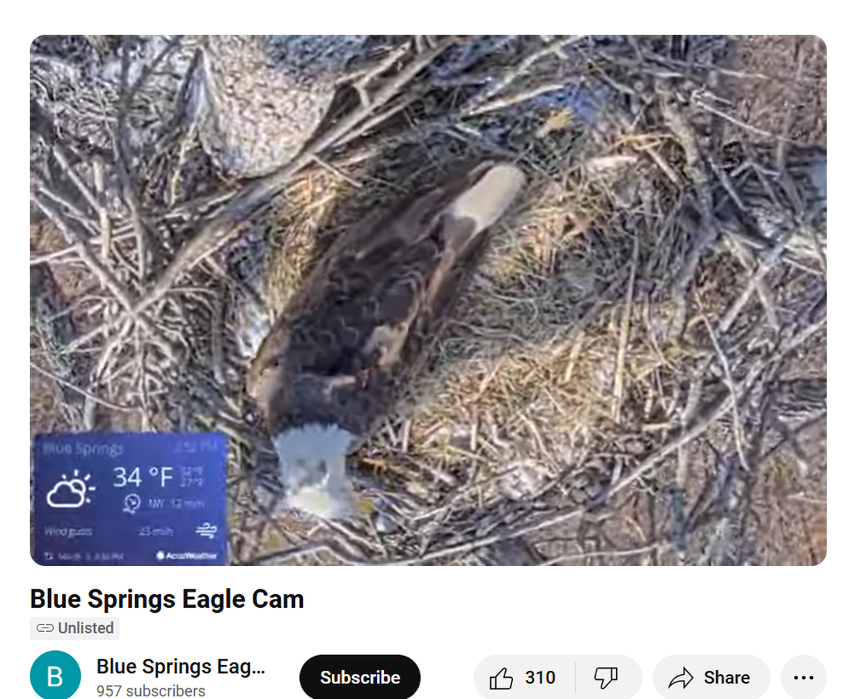 Missouri’s only nesting bald eagle camera is live in Blue Springs. You can watch the live stream on YouTube.