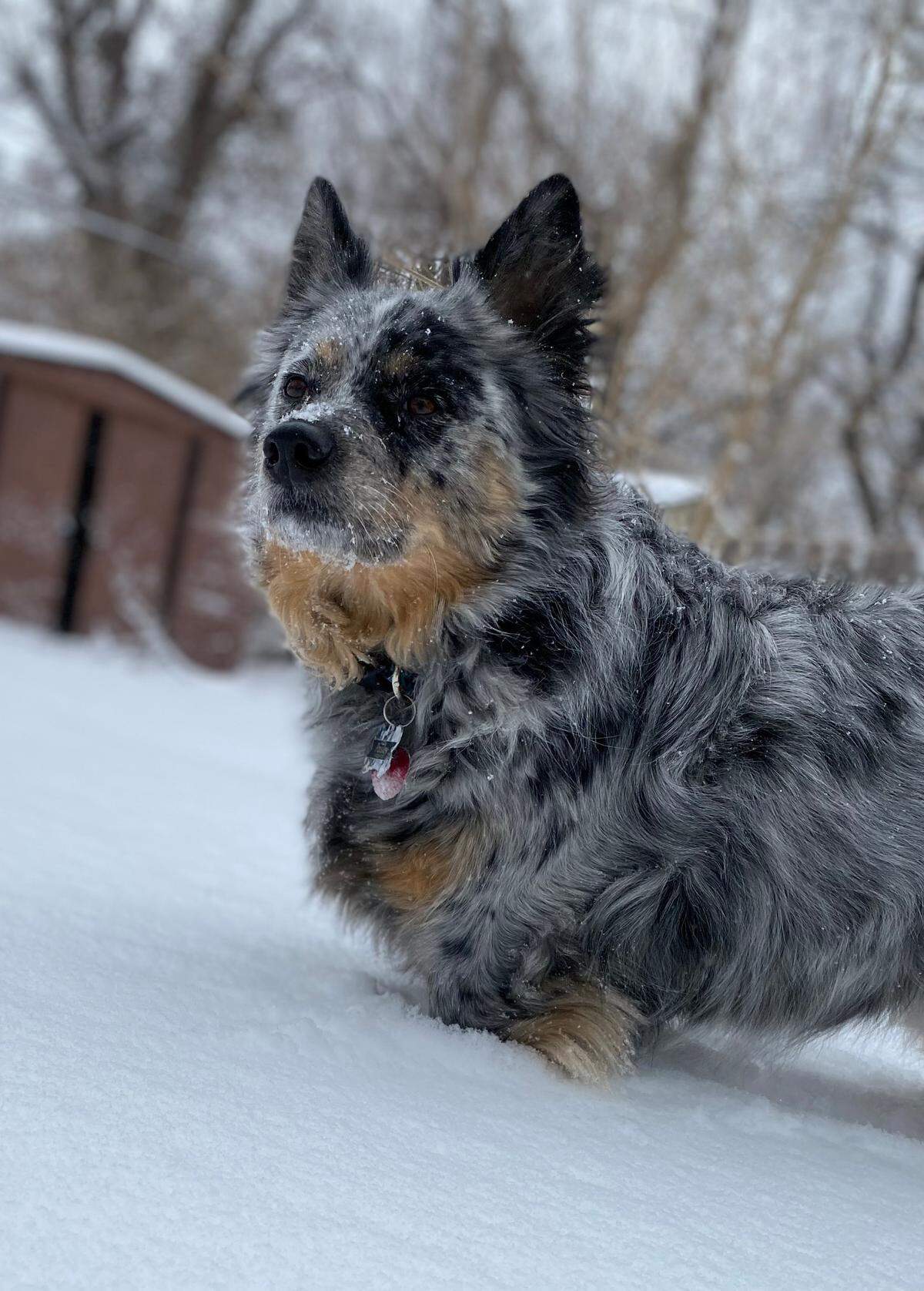 “My dog paisley loves the snow and we went out so she could play in it during my lunch break. It’s always hard to get her to come inside if it has snowed.” -Haely Goodpasture