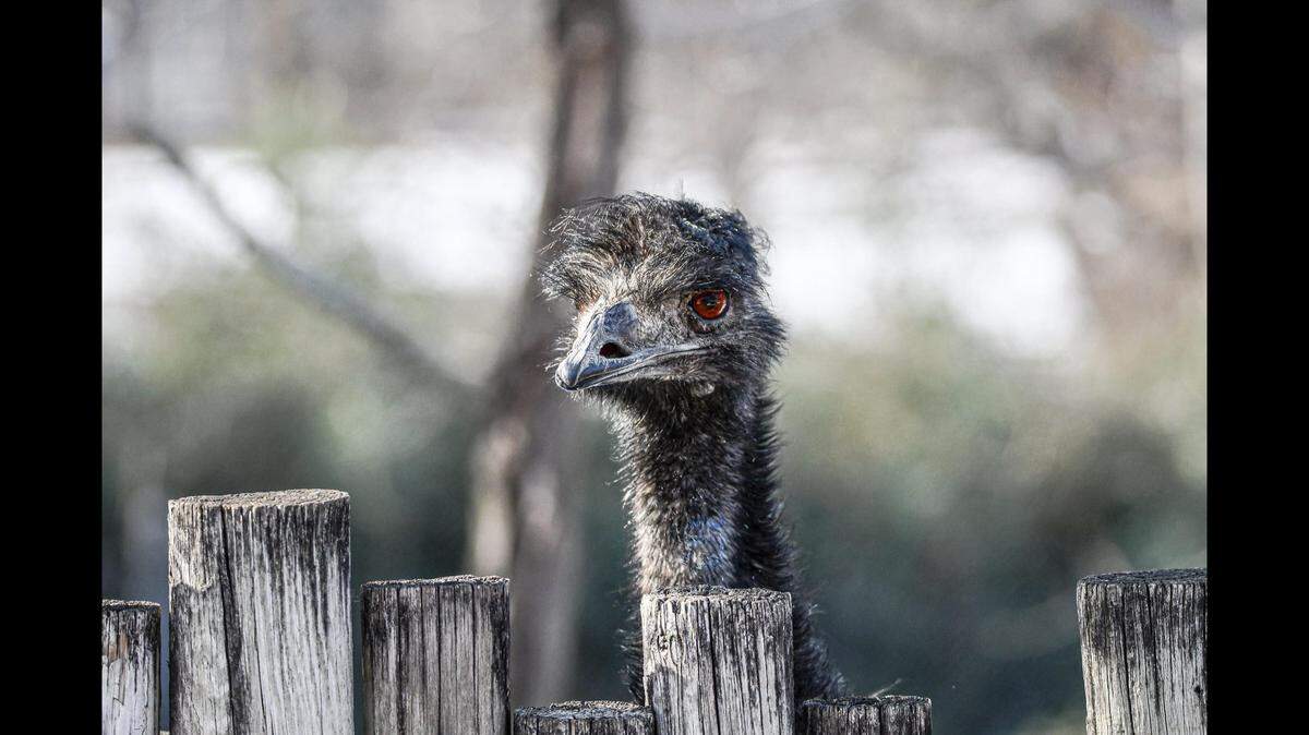 Adam, a 21-year-old female emu at Dickerson Park Zoo, was killed in an April 28 hailstorm in Springfield, Missouri.