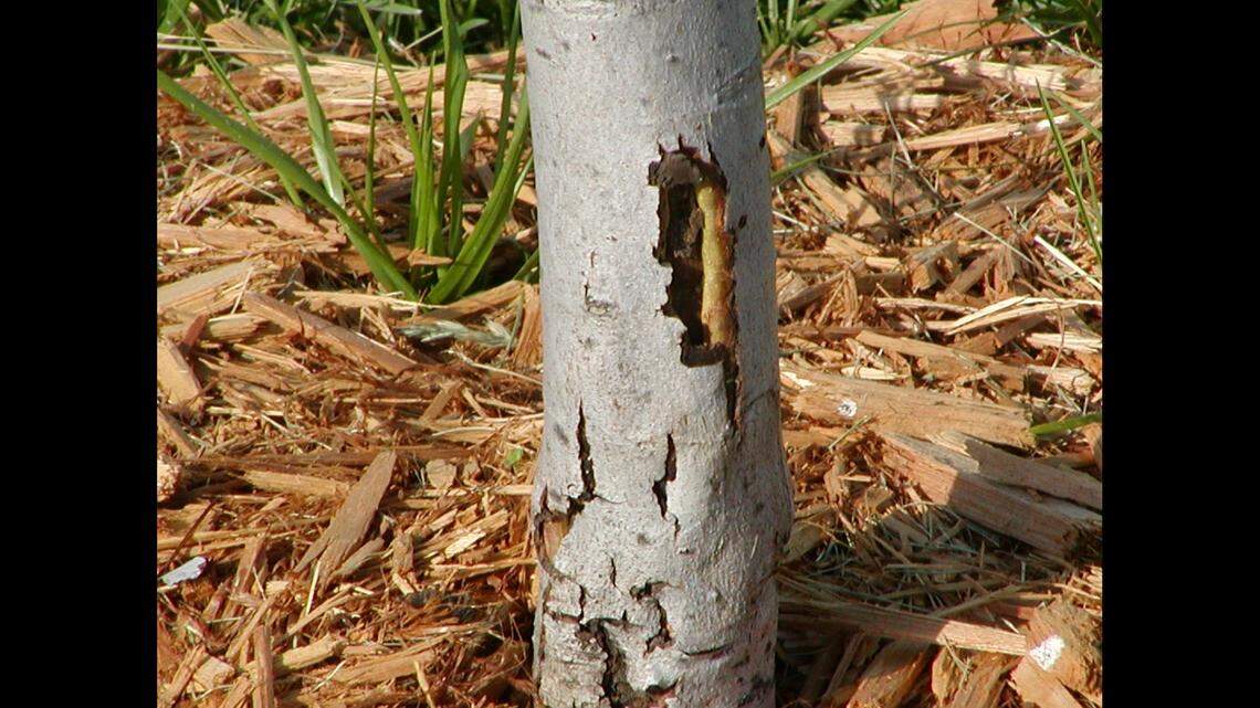 Don’t beat the lower trunk area of a tree with the lawn mower or string trimmer. Nothing will kill a tree quicker than severing the cambium or growth layer. The cambium layer is the vascular system of the tree.