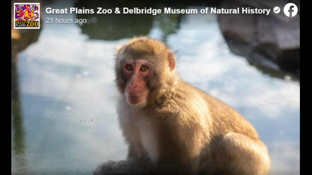 A Japanese macaque, also called a snow monkey, needed to undergo surgery after a piece of litter from a visitor ended up in the animal’s exhibit, leading to medical complications.