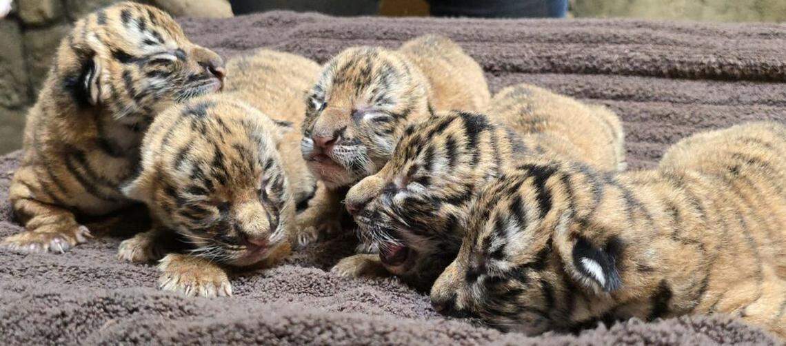 Five critically endangered Malayan tiger cubs were born at an Oklahoma zoo. There are 55 in captivity and less than 150 in the wild.