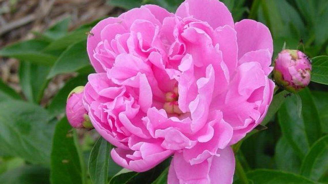Peonies might be spring bloomers, but autumn is the best time to ensure your plant is at its best next year.