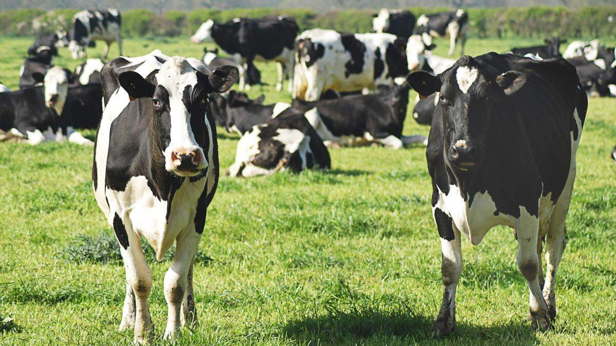 Six states are now reporting cases of avian flu in dairy cattle herds, the USDA says.