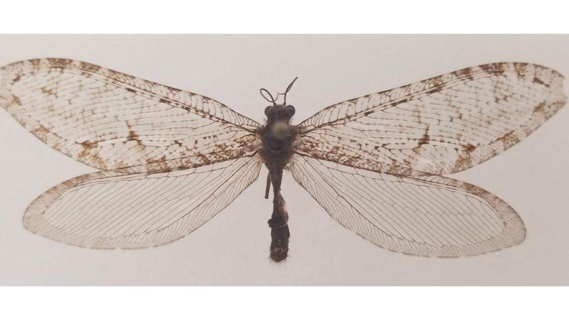A giant lacewing, not seen in eastern North America in more than 50 years, was discovered outside a Walmart in Arkansas, officials say.