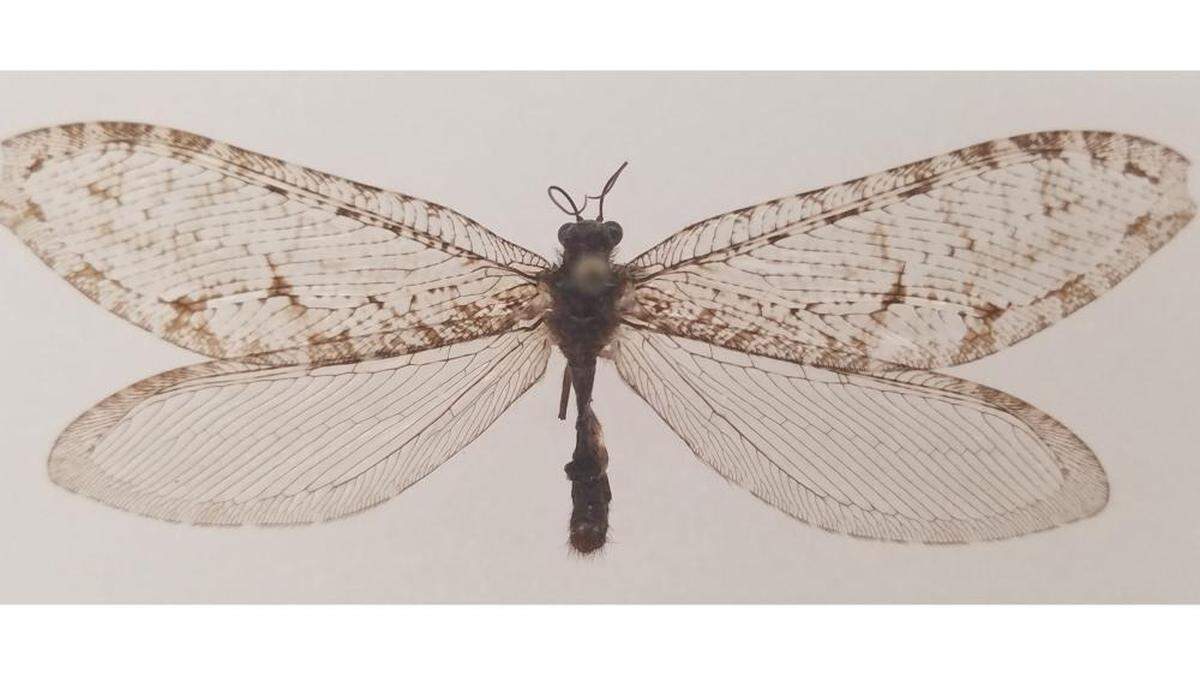 A giant lacewing, not seen in eastern North America in more than 50 years, was discovered outside a Walmart in Arkansas, officials say.