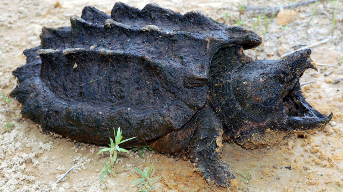 Alligator snapping turtles, like the one seen in this file photo, were classified as endangered in Kansas in 1974. The state has begun a reintroduction program to bring the creatures back to Kansas waterways.