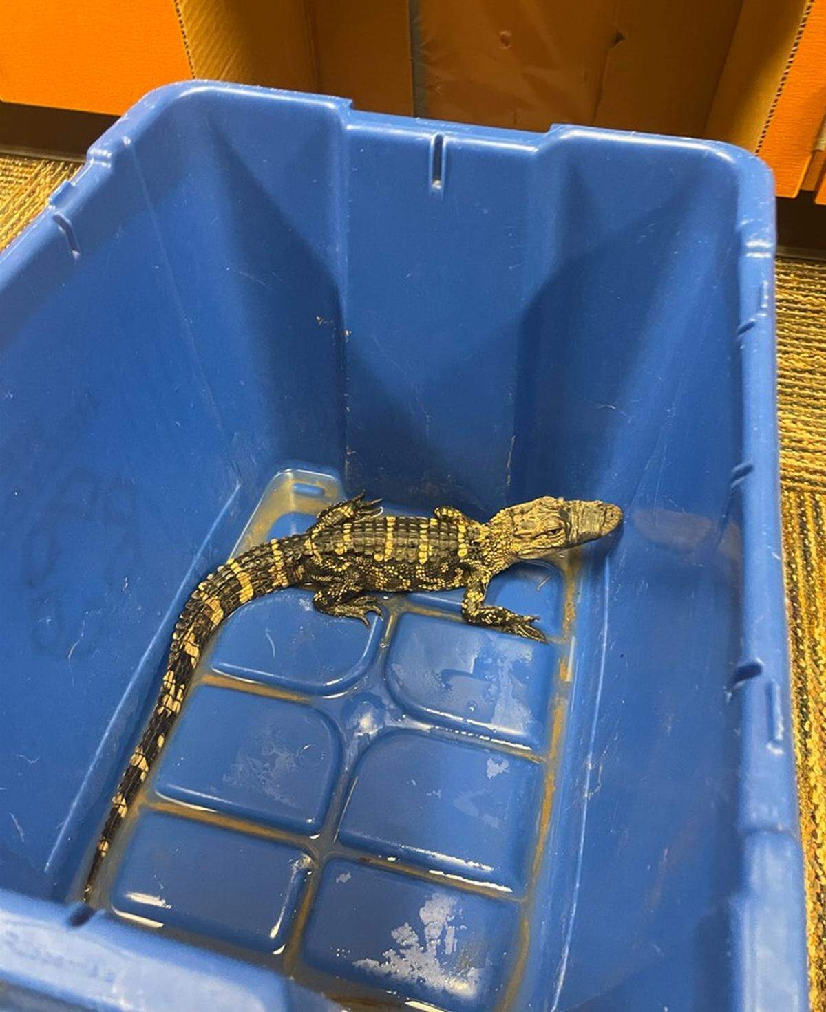 Alex the alligator was found outside the back door of Lakeview Middle School by a member of the school’s custodial staff. He was seen walking around the school’s parking lot around 2:30 that morning, according to the school district.