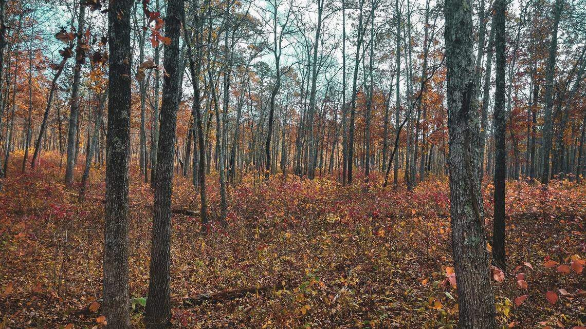 Three men are accused of illegally shooting an elk and leaving it to “rot” in the Missouri wilderness, officials say.