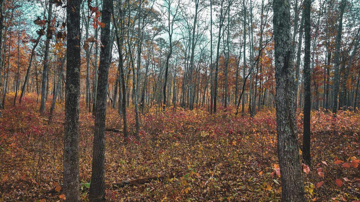 Three men are accused of illegally shooting an elk and leaving it to “rot” in the Missouri wilderness, officials say.
