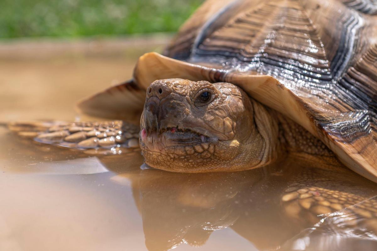Tyrion cools down from the heat in his enclosure’s shallow pool.
