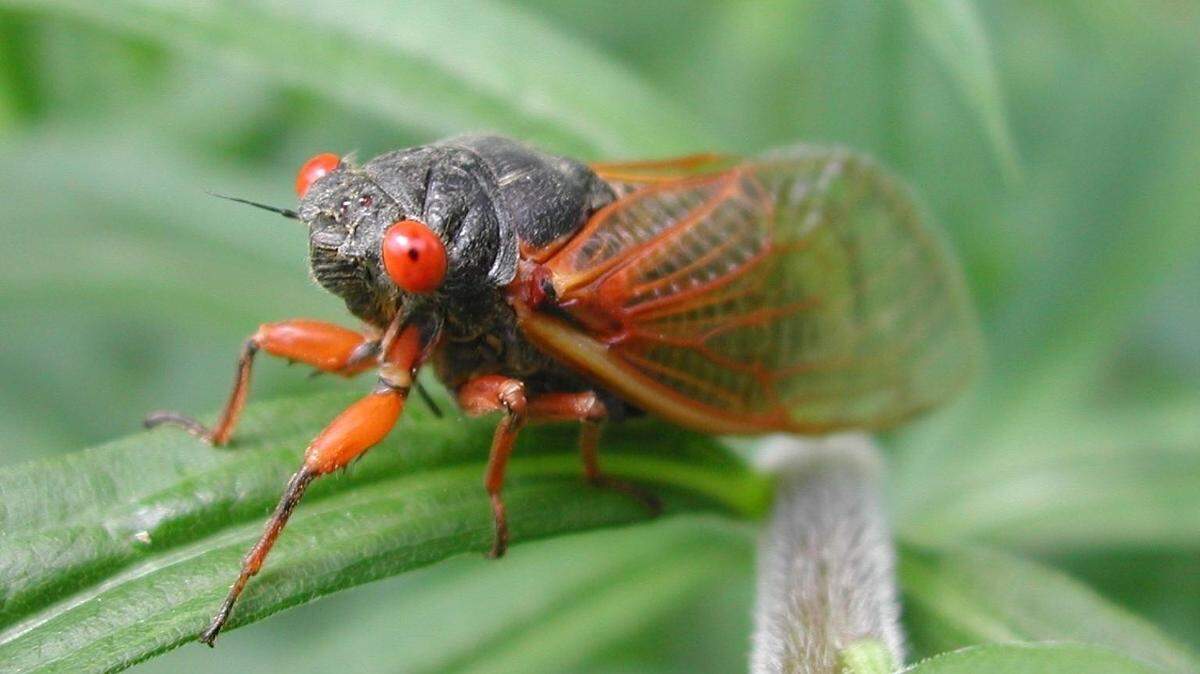 Cicada broods are expected to emerge in parts of Kentucky in 2024 and 2025. Here’s when and what to know.