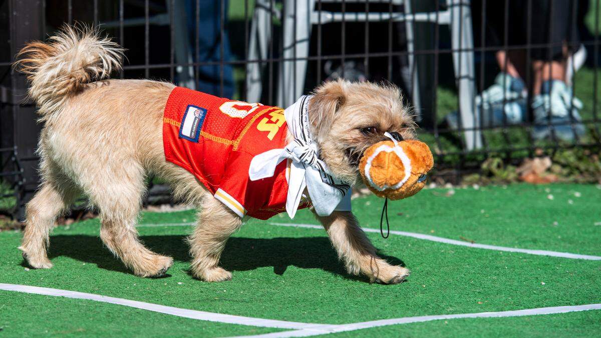 Archie, a Pugzu, carries a toy football across the goal line during the Bar K Puppy Bowl.