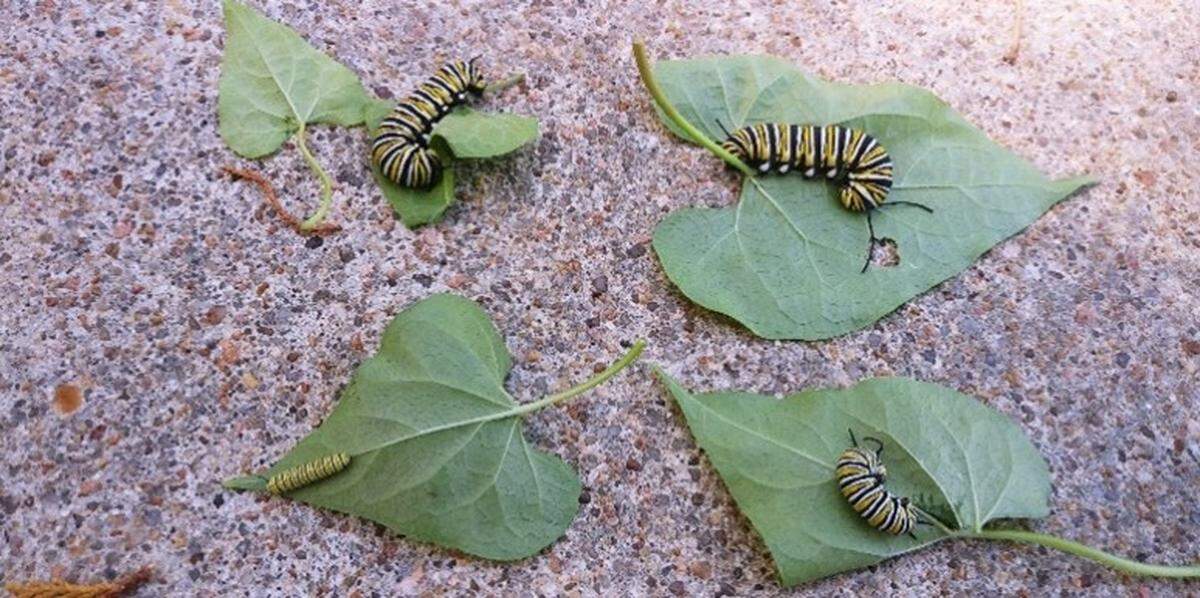 Monarch caterpillers on honeyvine milkweed leaves.