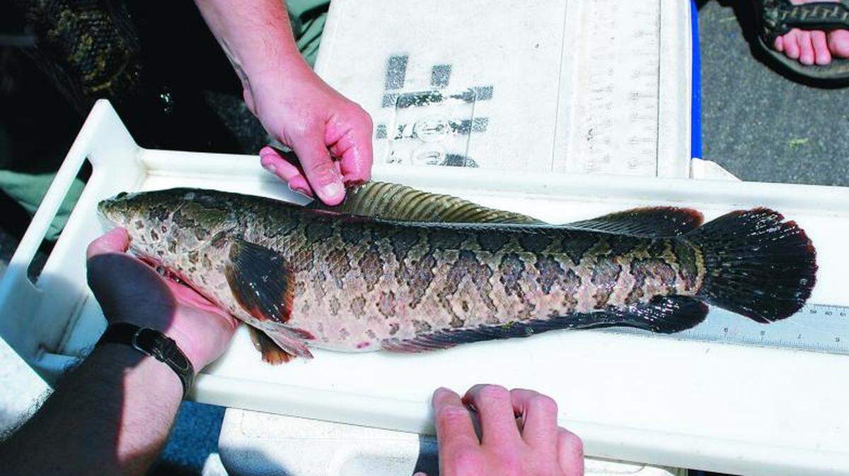 An invasive snakehead fish is seen in Missouri. Breeding populations have established themselves in the state’s waterways, threatening native fish and local ecosystems.