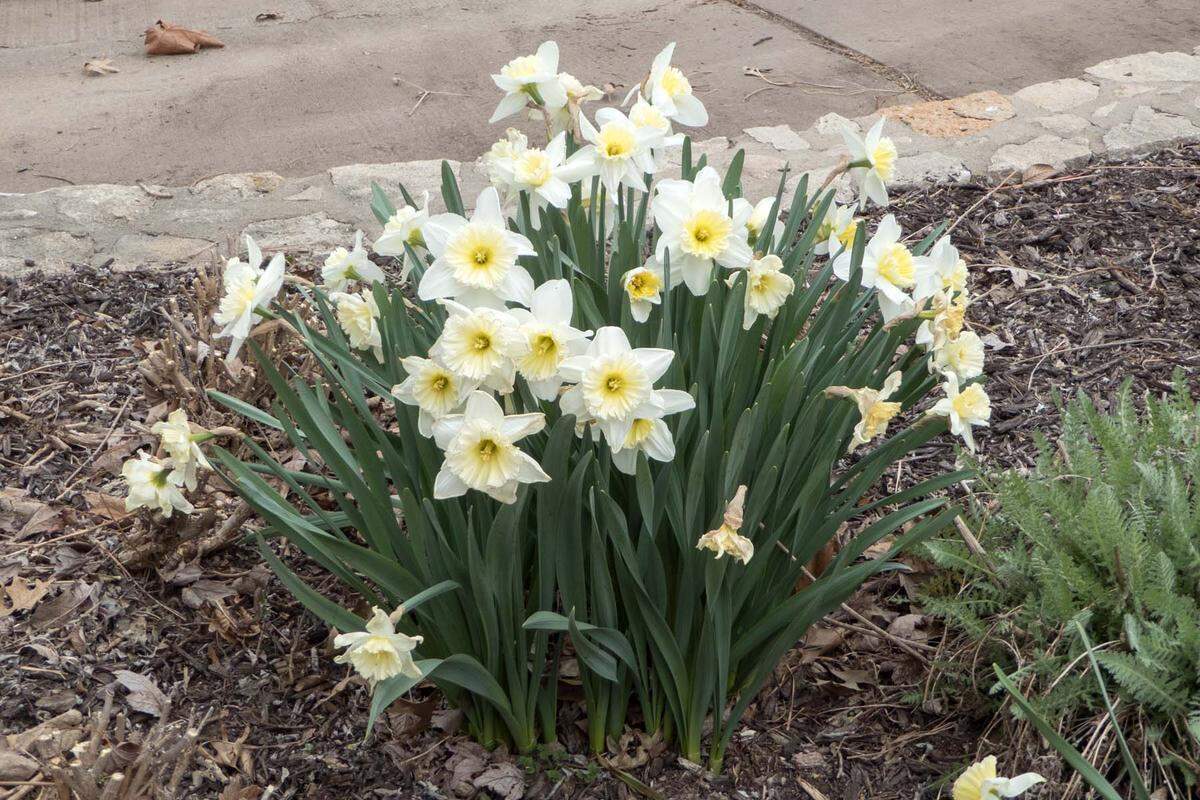 Once bulbs like these daffodils finish blooming, leave the green leaves alone until they brown. That is likely to mean a repeat in next year’s spring garden.