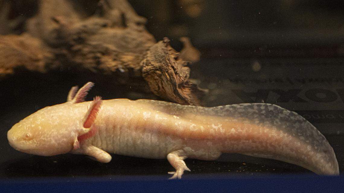 How a Little Girl Caught a Critically Endangered Axolotl