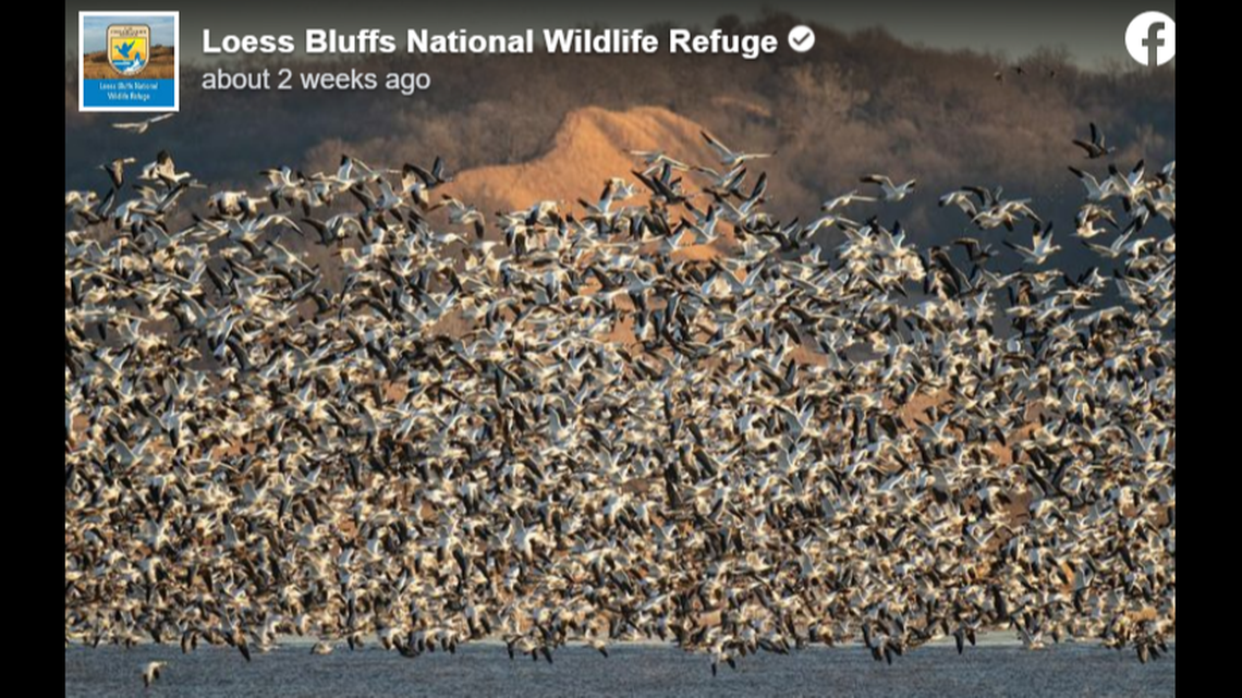 Snow geese stop at the refuge as they migrate north for spring.