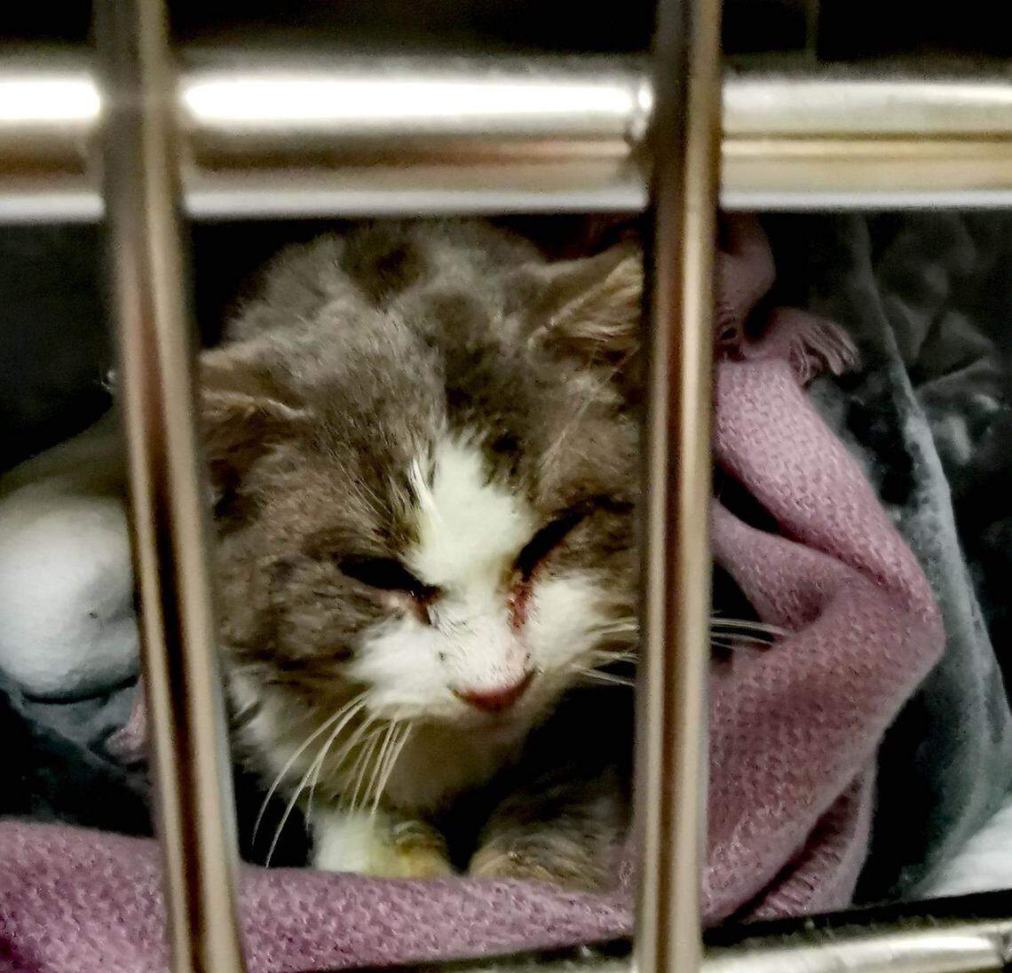 Elliot at the clinic soon after being found.