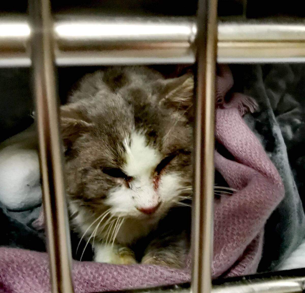 Elliot at the clinic soon after being found.