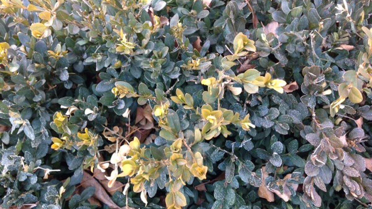 This boxwood shows signs of injury from a swing in temperature.