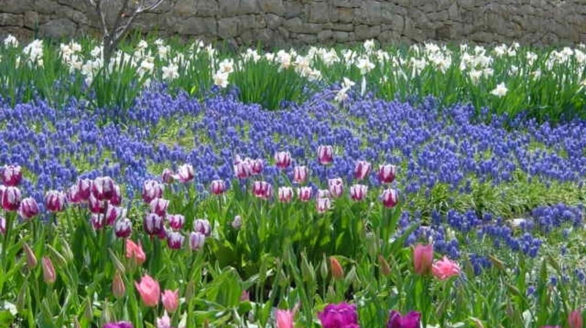 Could it be bulb season already? It’s time to start planning out your spring flowers