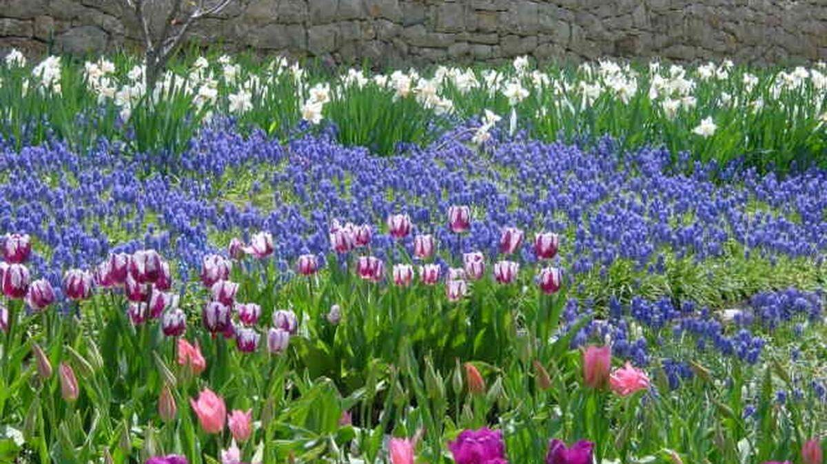 Take a good look at your garden and envision how you’d like it to look in spring. Now it’s time to buy the bulbs that will bring the beauty.