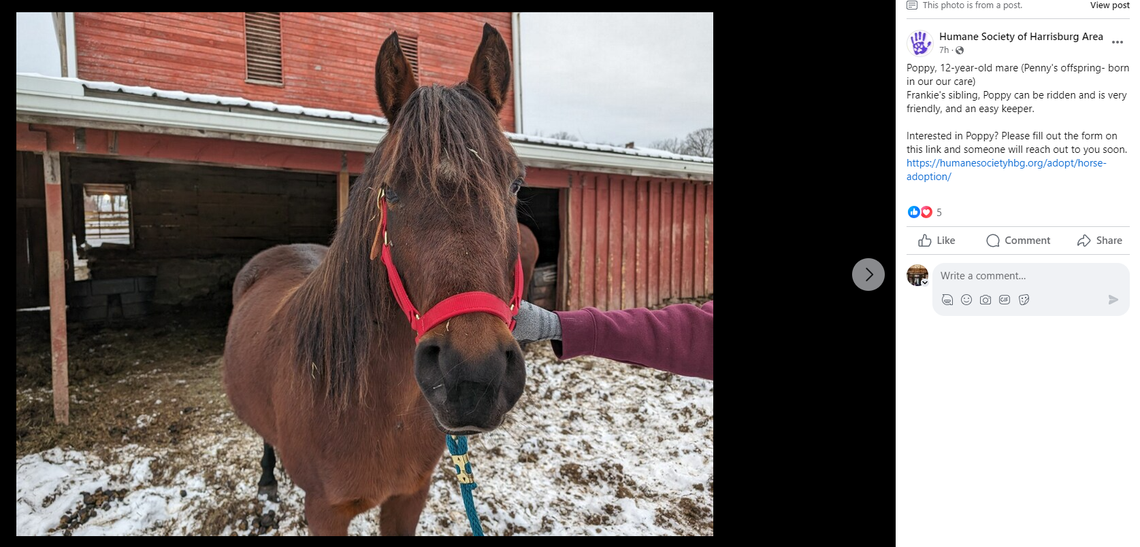 Poppy is 12 years old.