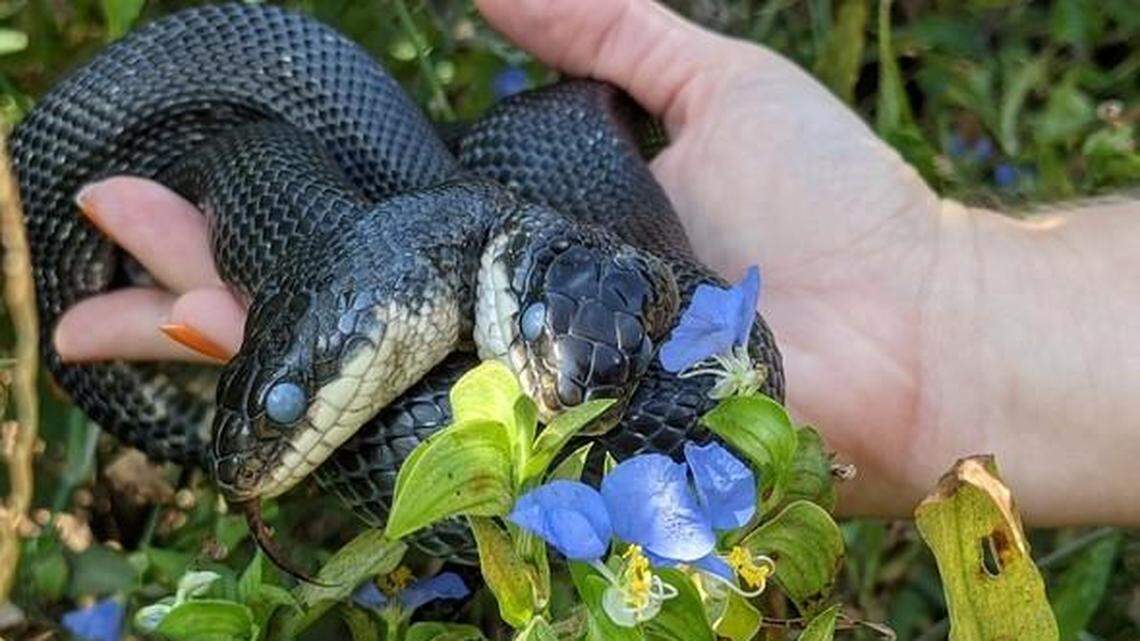 Tiger-Lily the two-headed snake is shedding her skin and about to celebrate her birthday.
