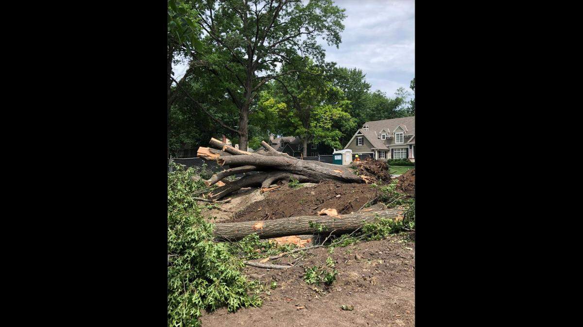 The oak tree that was taken down Wednesday in the 5200 block of W. 69th Street in Prairie Village was estimated to be 75 years old and healthy when it was removed for a new home to be built where the previous one was demolished.