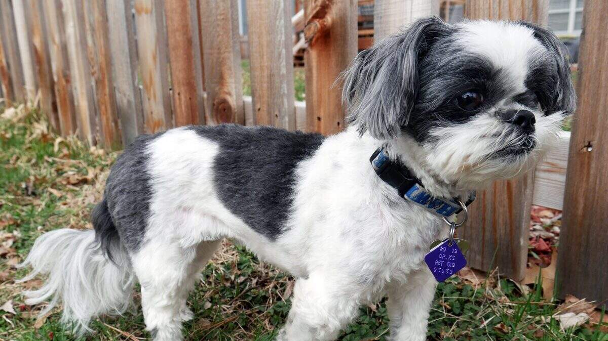 Starting next year, licensed dogs and cats will receive permanent tags that won’t have to be replaced in subsequent years. Annual licensing is still required, however.