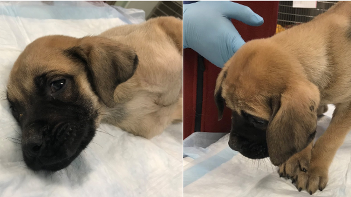 Lenexa police recovered this abandoned puppy tied to a pole in the 9400 block of Ridgeview Road Tuesday.