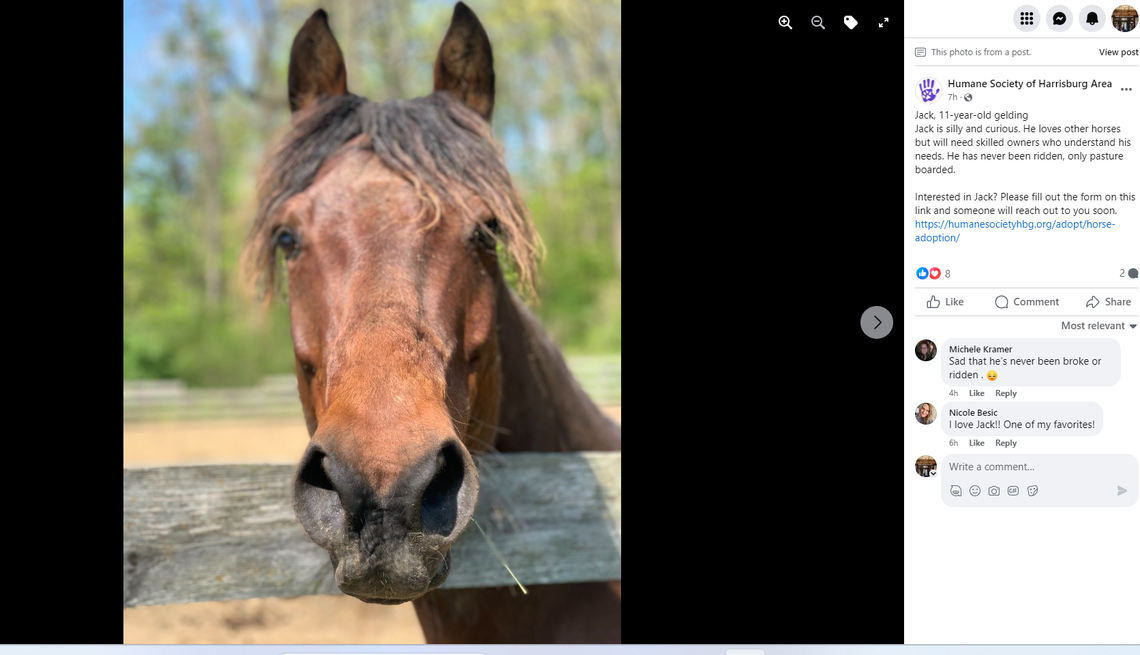 Jack is 11 and has never been ridden.