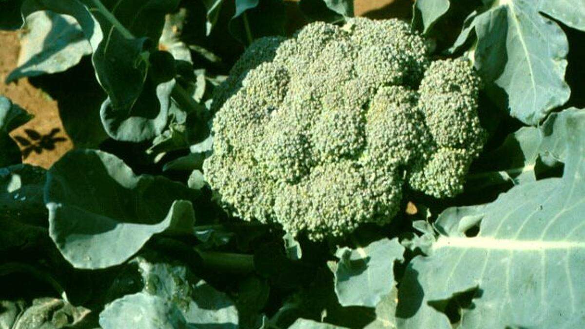 Broccoli, along with cauliflower, dairy products, eggs and certain beans, are rich in sulfur, which can help to prevent disease and boost brain health.